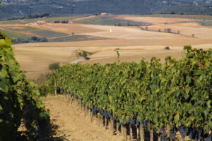 Apre a Roma Vigneto Italia, il primo giardino dei vini di casa nostra
