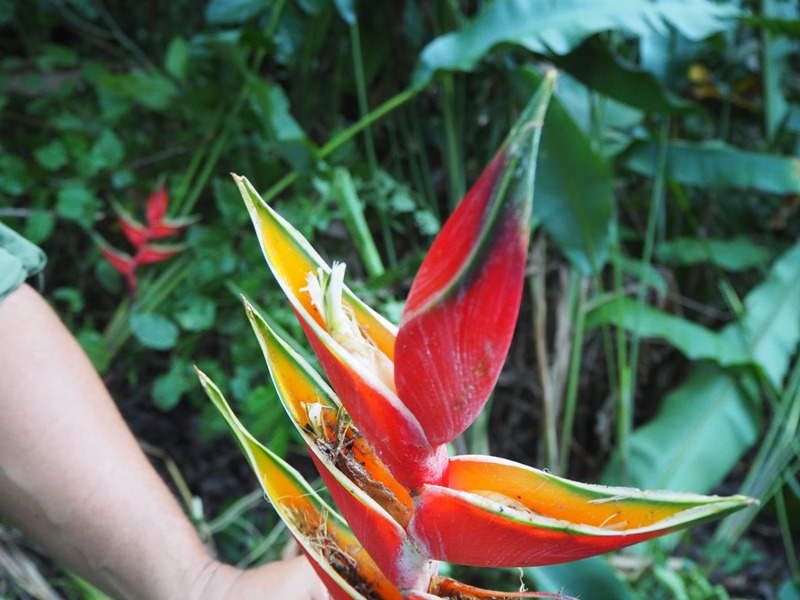 Heliconia, favorisce la riproduzione degli insetti che impollinano i fiori del cacao