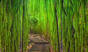 Il Pesto di Bambù Bambita premiato al Sial di Parigi  