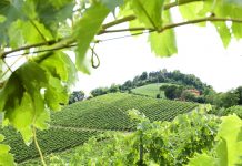 New York, Los Angeles e Monaco di Baviera brindano con i Vini di Romagna