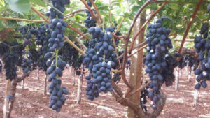 Il consumo di uva senza semi prende sempre più piede anche nel nostro Paese 