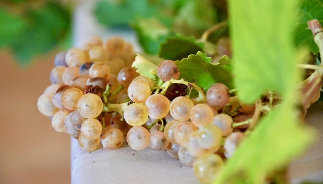 Ritrovata nel reggiano l’antica e autentica uva Spergola