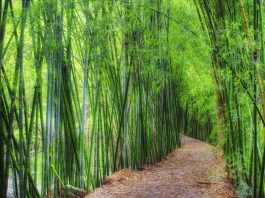 In Italia cresce il business del bambù, che sbarca nella GDO