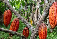 I cambiamenti climatici mettono in pericolo anche le piante di cacao