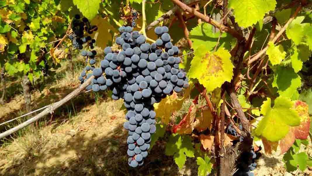 Prodotti tipici locali, il vitigno Croatina dell’Oltrepò Pavese