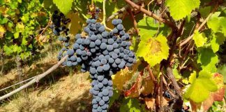 Prodotti tipici locali, il vitigno Croatina dell’Oltrepò Pavese