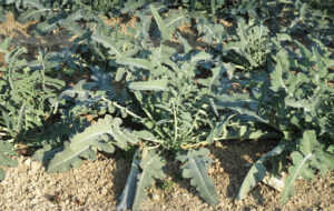 Il Broccolo fiolaro di Creazzo, dal vicentino all’orto della Casa Bianca 
