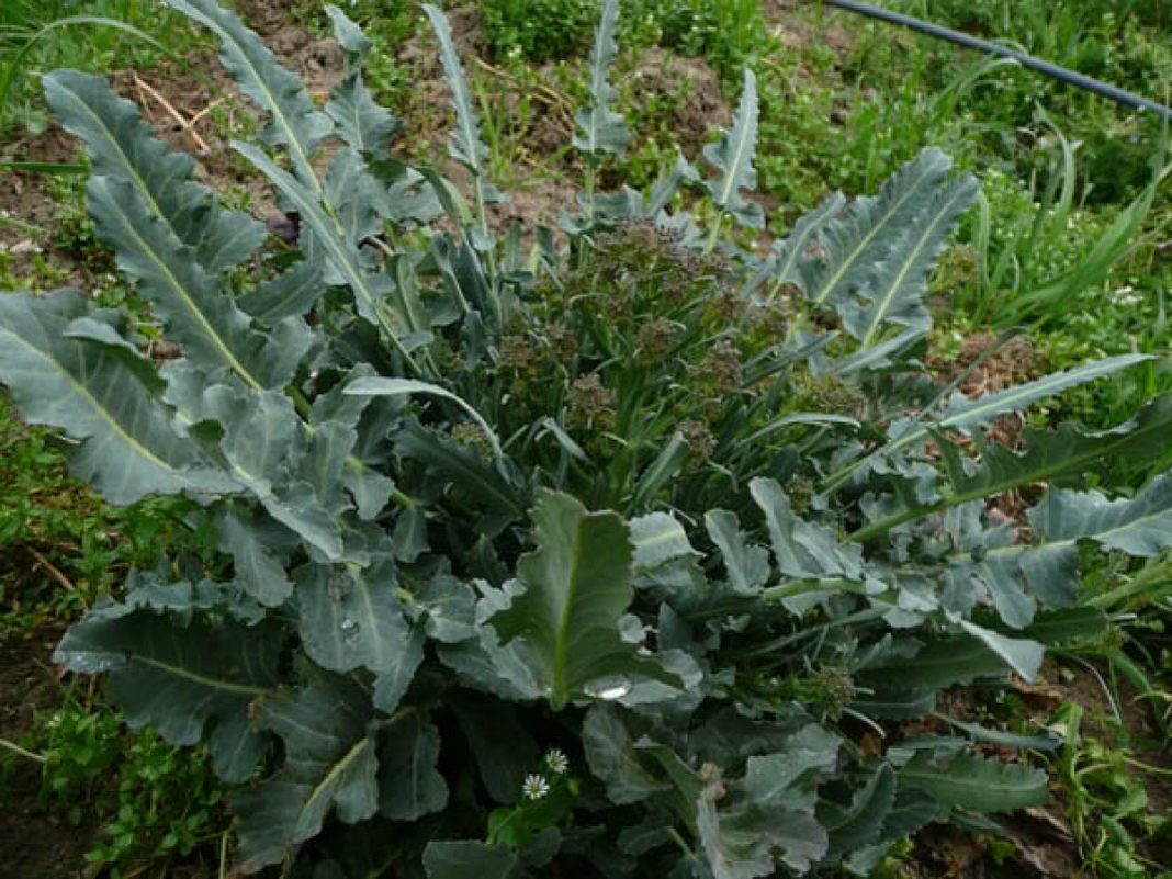 Il Broccolo fiolaro di Creazzo, dal vicentino all’orto della Casa Bianca