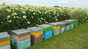 Energia dai Fiori, l’azienda romagnola che coccola le api