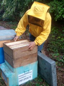 Energia dai Fiori, l’azienda romagnola che coccola le api