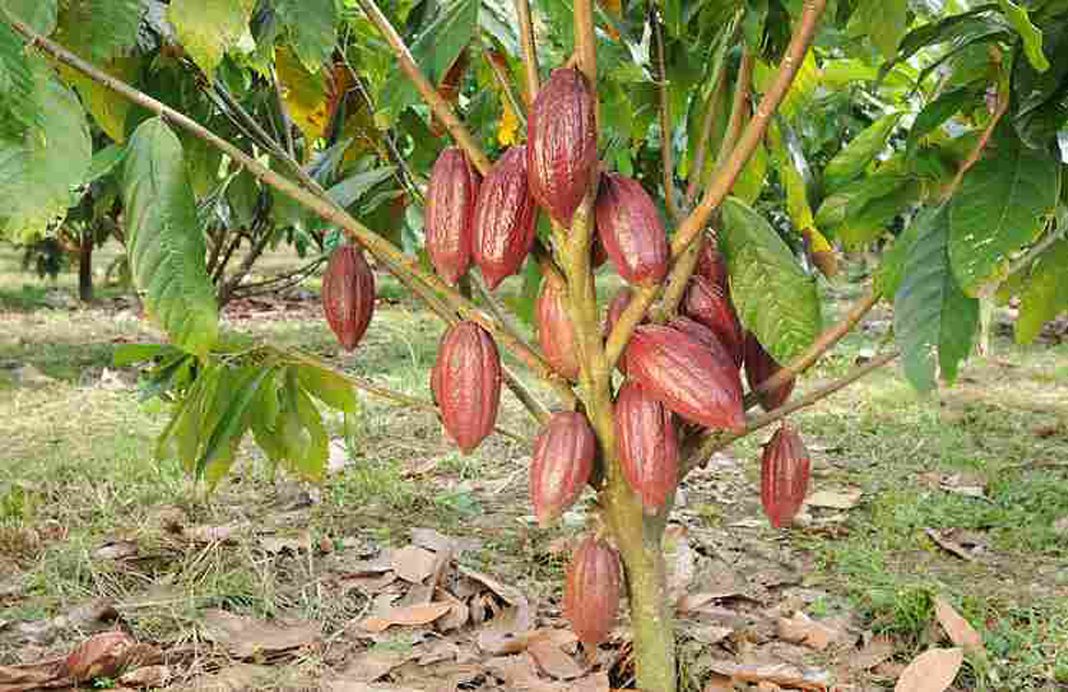 Dal Sigep arriva il cacao equo-solidale in tazzina come alternativa al caffè
