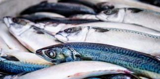 Prodotti tipici locali: la Saraghina, il pesce azzurro dell’Adriatico