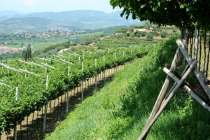 Anteprima Amarone Verona: presentata l’indagine di Wine Intelligence