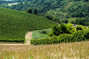 Tenuta Colombarda di Cesena, vini romagnoli di qualità