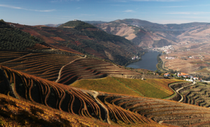 Portogallo Wine Destination