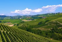 Paesaggio italiano del vino. Credits: Ph. Andrea Di Bella