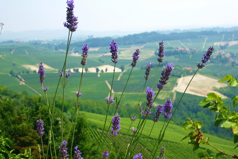Paesaggio vitivinicolo a La Morra. Credits Ph. Andrea Di Bella