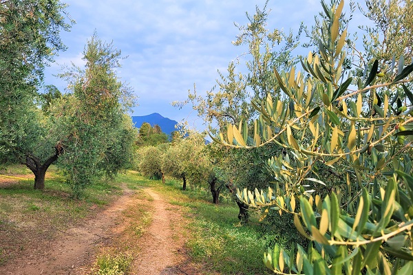 Sentiero tra gli ulivi di Giuliano Bosio. Photocredits Andrea Di Bella