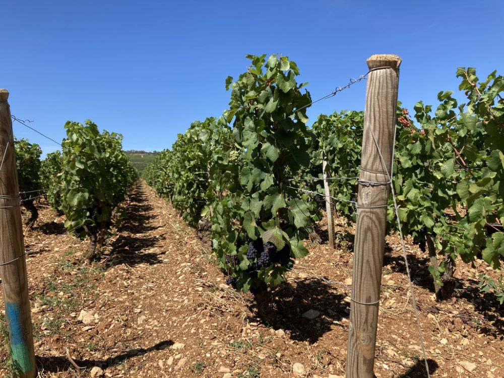 Borgogna-Vignobles de Bourgogne