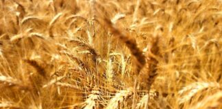 Globalizzazione e sovranità alimentare: grano italiano. Credits Andrea Di Bella