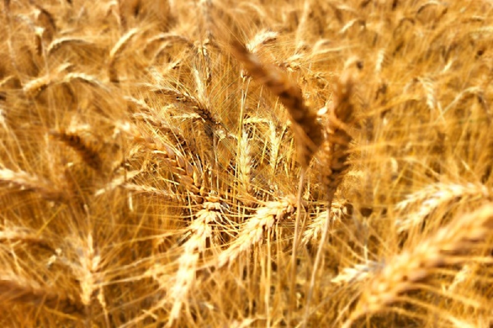 Globalizzazione e sovranità alimentare: grano italiano. Credits Andrea Di Bella