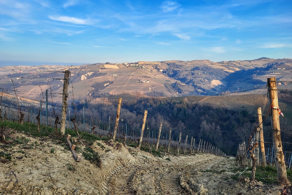 Filari di viti sulle colline delle Langhe. Photo Credits Andrea Di Bella