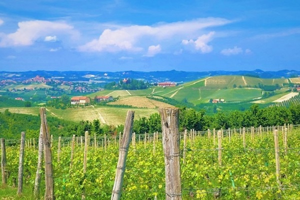 Paesaggio vitivinicolo del Piemonte. Photo Credits Andrea Di Bella