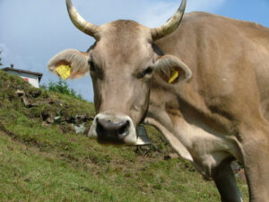 mucca-bruna-alpina-