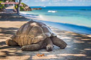 Aldabra Seycelles