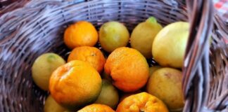 Varietà di arance e limoni. Photocredits Andrea Di Bella