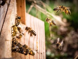 3 Bee - giornata mondiale delle api - foto 3